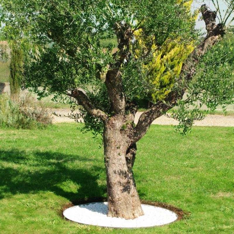 Entourage d'arbre par paysagiste Hush Garden Saint-Rambert